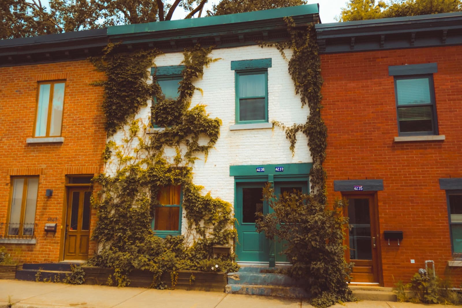 Des maisons en rangée d’un quartier montréalais, dont une façade couverte de vigne.